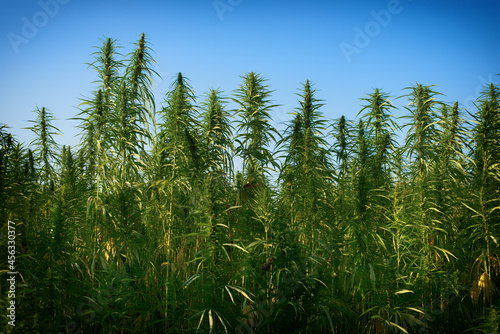 Industrial Hemp stalks on blue sky background