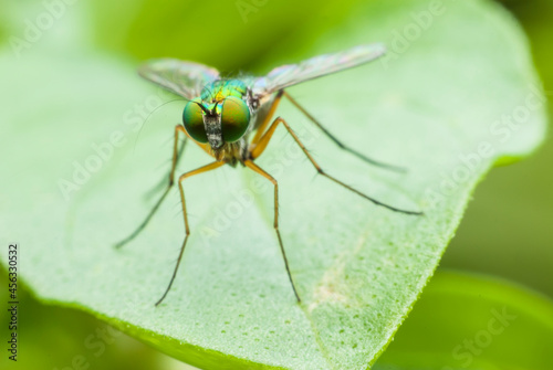 Super macro fly © peterkai