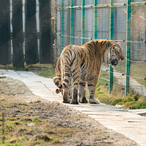 Timur tiger in the zoo, a big and aggressive cat. photo