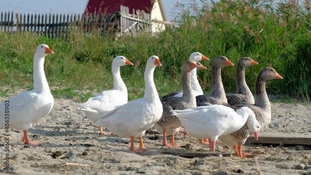 Group of white and gray geese in a meadow on summer day in village . Domestic geese walking in a flock in a meadow. Close up shot. Concept of animal husbandry Group of white and gray geese in a meadow on summer day in village . Domestic geese walking in a flock in a meadow. Close up shot. Concept of animal husbandry