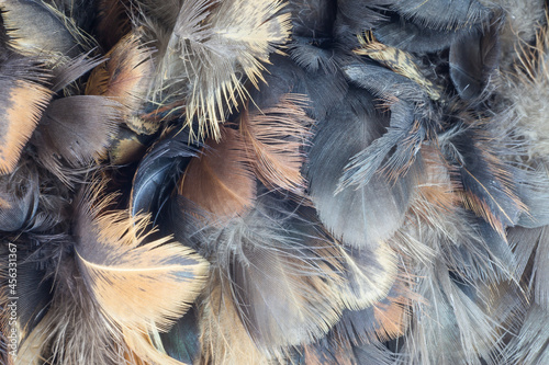close-up chicken feather