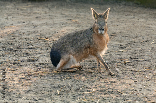 Fototapeta Naklejka Na Ścianę i Meble -  Dolichotis patagonum in the zoo, an animal of the genus Rodent.