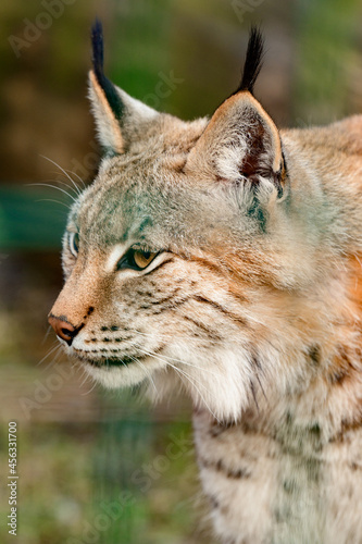 Turkestan lynx in the zoo  a beautiful predator.