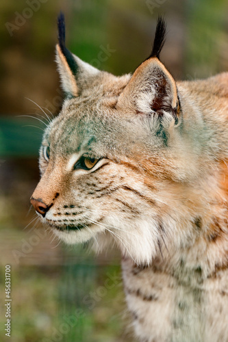 Photography Turkestan lynx in the zoo, a beautiful predator.