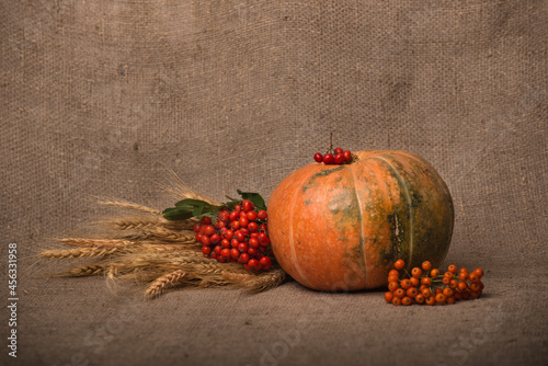 autumn still life with a pumpkin, ashberry  and wheat ears on canvas background
