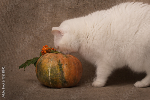 white cat with a pumpkin and ashberry