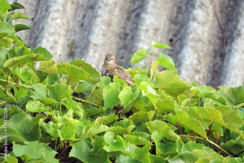 Bilde på lerret A moulting young brown, black and white starling sitting on a branch of a vine,