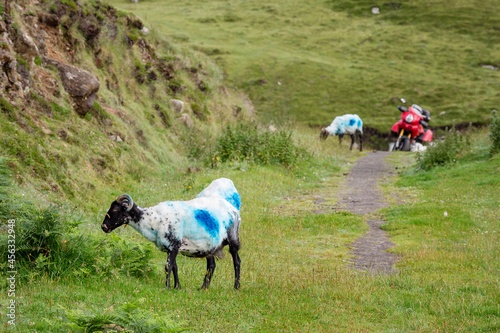 Sheep grazing grass in focus. Red motor bike out of focus. Travel and tourism concept