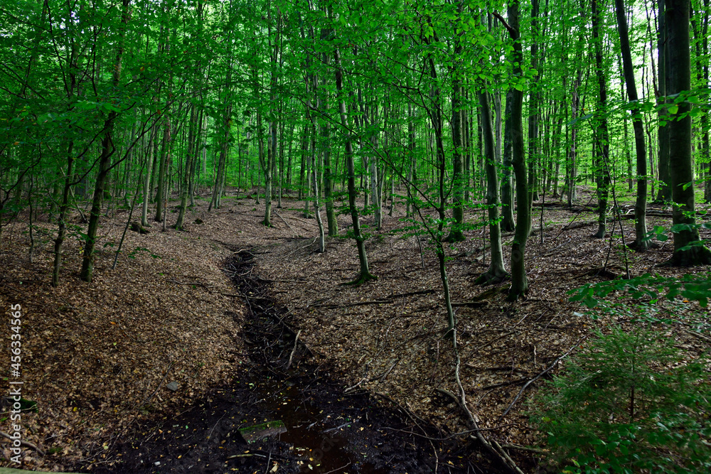 Quellbach in einem Buchen-Wald - Velbert, NRW, Deutschland // mixed deciduous forest - Germany Quellbach in einem Buchen-Wald - Velbert, NRW, Deutschland // mixed deciduous forest - Germany