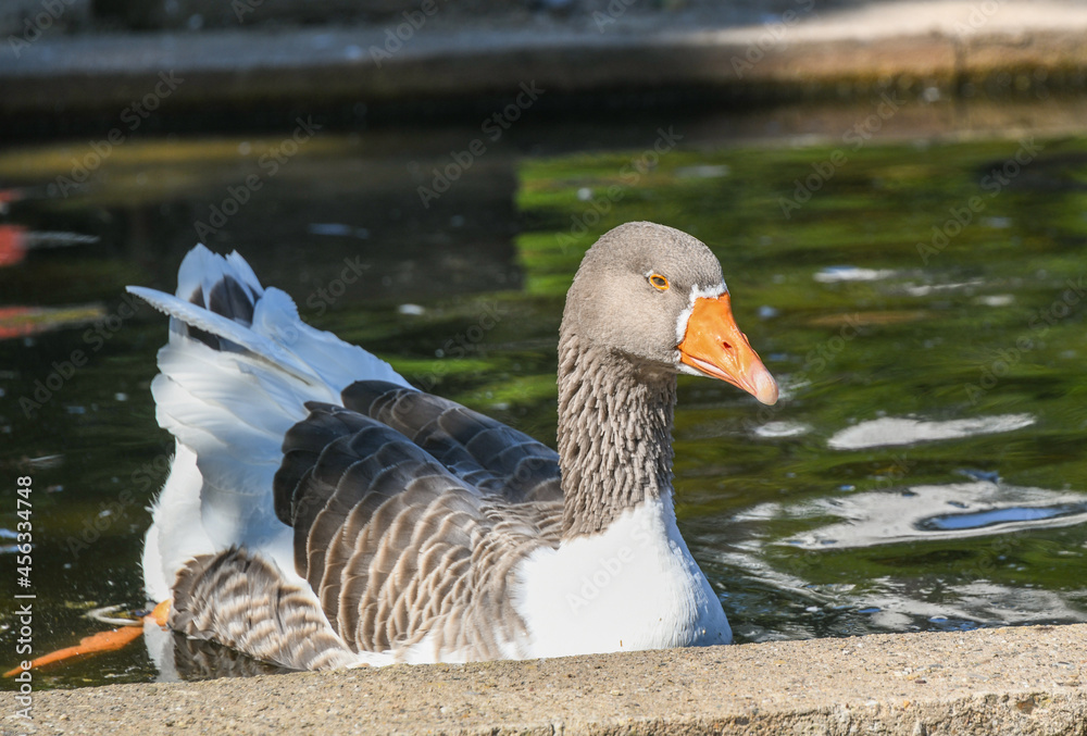 schöne Gans in einem kleinen Wasserbecken schöne Gans in einem kleinen Wasserbecken
