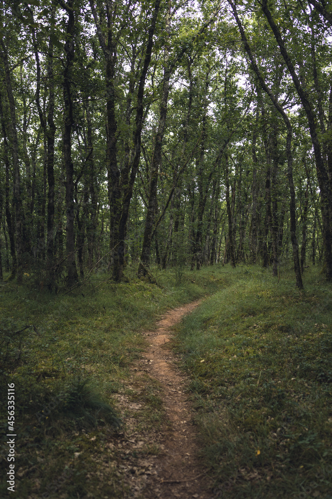 chemin foret