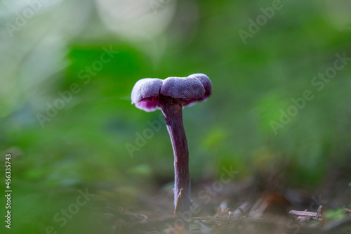 Purple violet mushroom Amethyst deceiver (Laccaria amethystina). Amethyst deceiver (Laccaria amethystina). photo