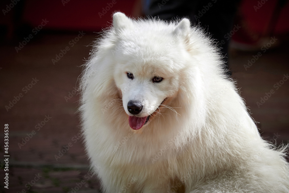 dog breed Samoyed Laika. Portrait of a white dog husky. dog breed Samoyed Laika. Portrait of a white dog husky.