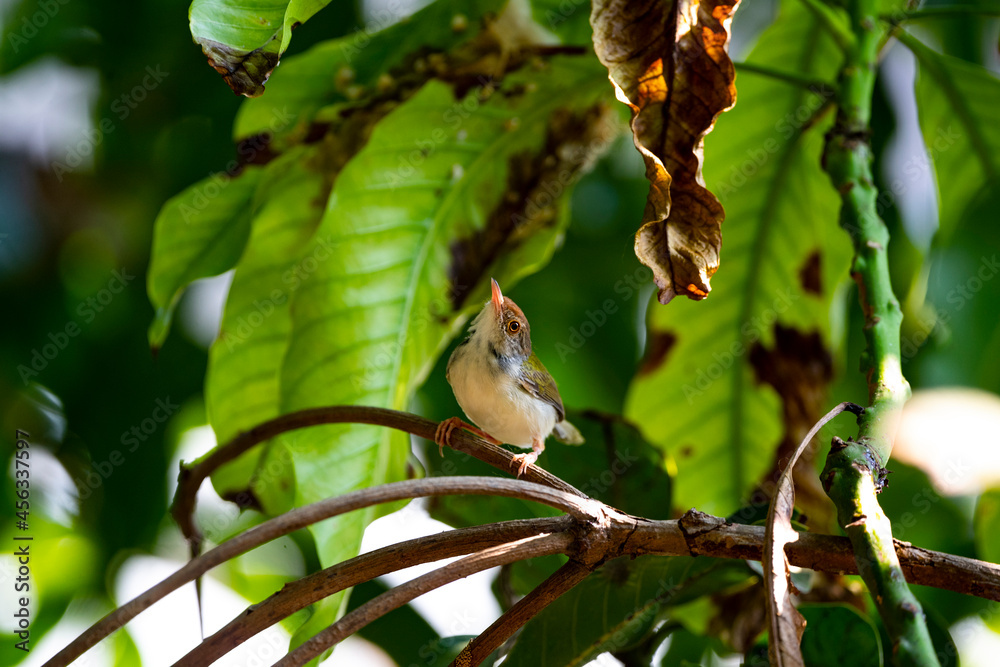 Fototapeta premium Common Tailorbird