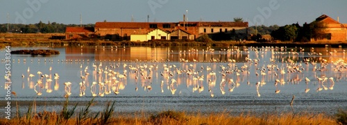 Obraz na plátně flamingos fenicotteri rosa comacchio saline laguna birdwatching