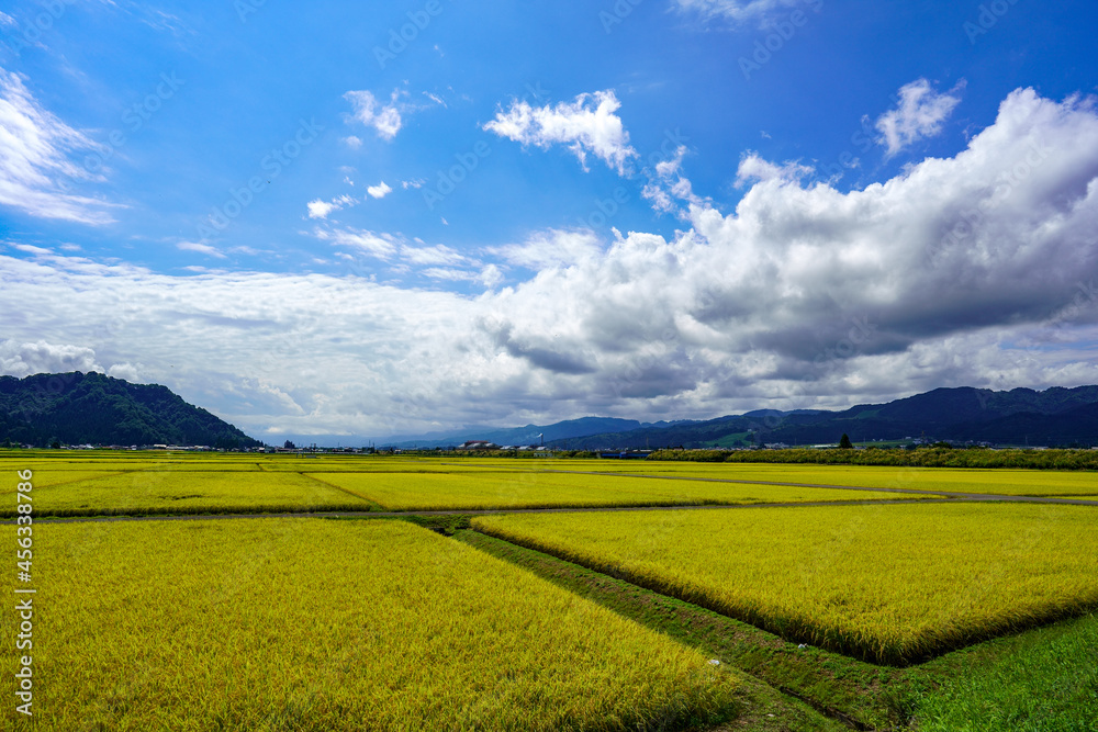 日本有数の米処、黄金色が美しい新潟県南魚沼市の収穫前の田園風景