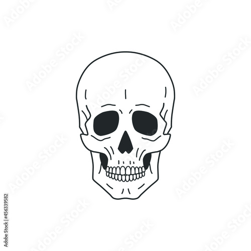 Human anatomical skull. Line drawing. Vector illustration