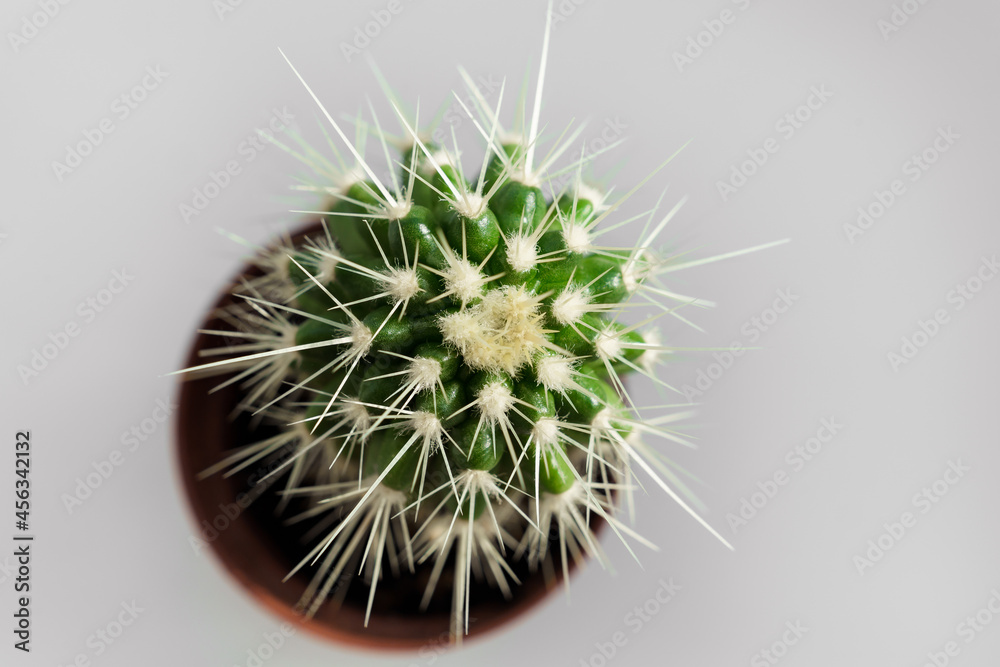top view. a small potted cactus on a gray background. houseplants. top view. a small potted cactus on a gray background. houseplants.