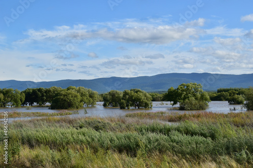 View of a pond with flooded trees and various grasses. Blue sky with clouds. Dark blue hills in the distance.