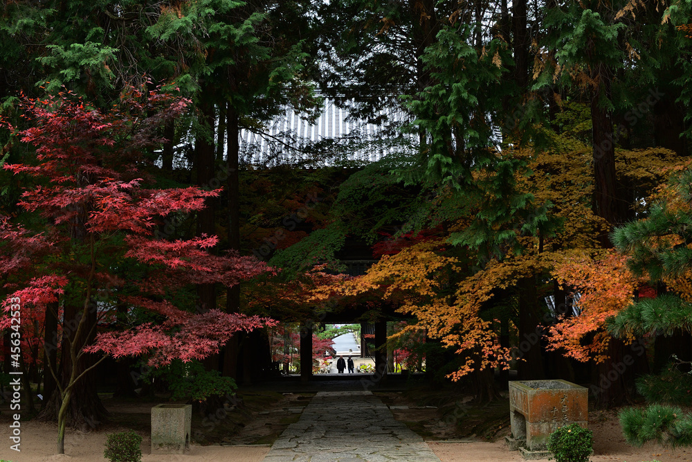紅葉の見頃を迎えた曹源寺 紅葉の見頃を迎えた曹源寺