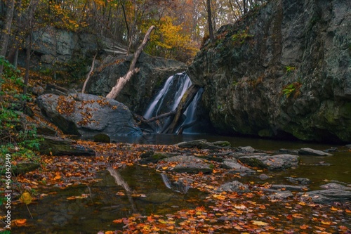 autumn in the forest