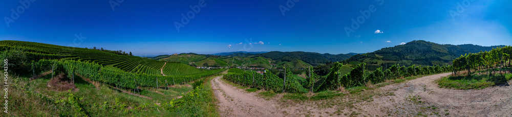 The path in the German vineyards in Durbach in the Black Forest on a sunny summer day 