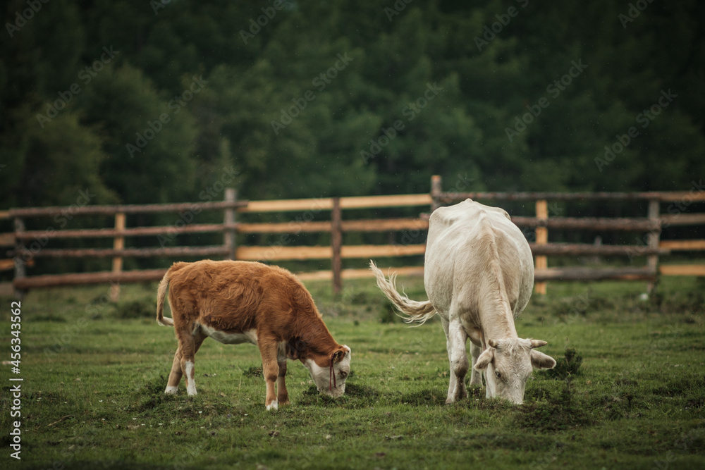 Cows grazing in summer in a meadow in the Altai Mountains Cows grazing in summer in a meadow in the Altai Mountains