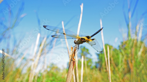 
Rhyothemis phylis.
The yellow-black color on the wings makes this dragonfly easy to spot. Very interesting and used to live in groups. photo