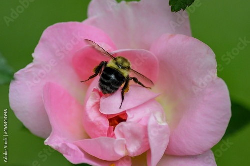 bee on pink flower