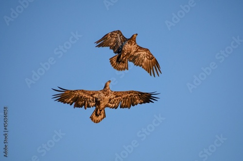 eagle in flight © Stephanie