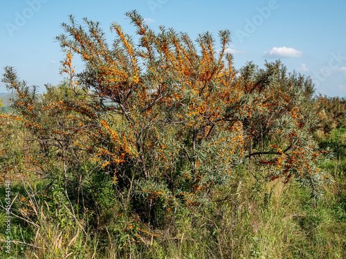 Altai mountains. Sea-buckthorn plantations in autumn. Ripe sea-buckthorn berries.