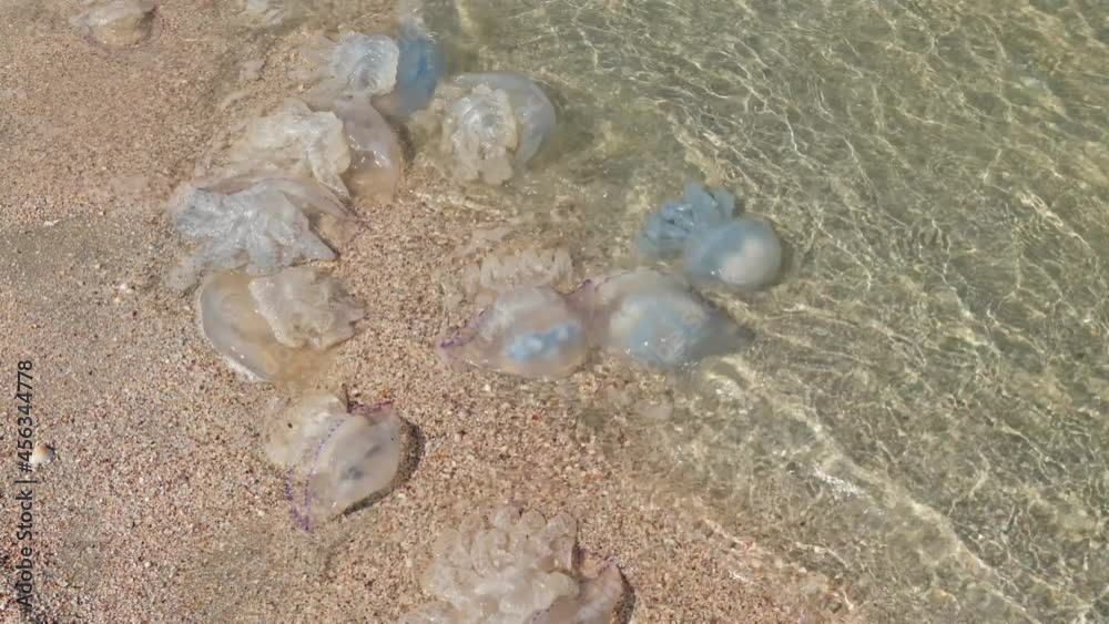 Large jellyfish near the shore are swaying by the sea wave. View from above. Large jellyfish near the shore are swaying by the sea wave. View from above.