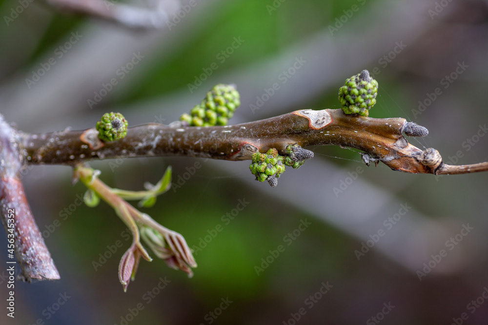 Close-up of sprig of walnut in early spring. Green buds and recently opened young small leaves of walnut tree on natural background, Juglans regia. Close-up of sprig of walnut in early spring. Green buds and recently opened young small leaves of walnut tree on natural background, Juglans regia.