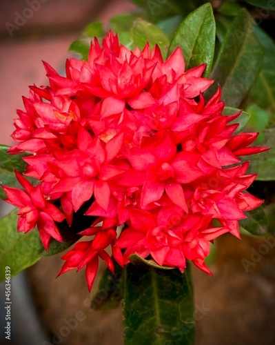 red dahlia flower