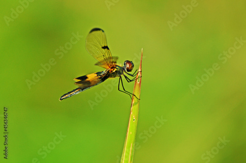Rhyothemis phyilis. The yellow-black color on the wings makes this dragonfly easy to spot. Very interesting and used to live in groups. © Agung Nugroho
