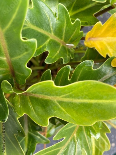 leaf of oak
