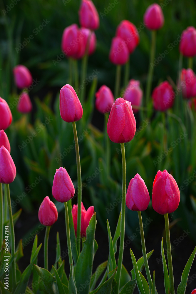 tulip flower