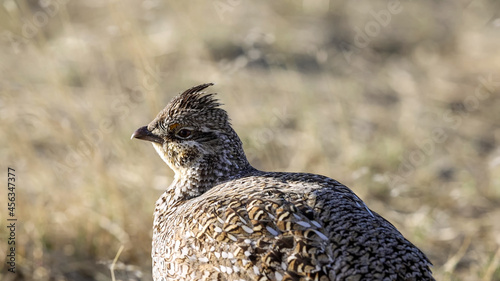 Photo Sharp-tailed grouse (Tympanuchus phasianellus), also known as the sharptail or fire grouse