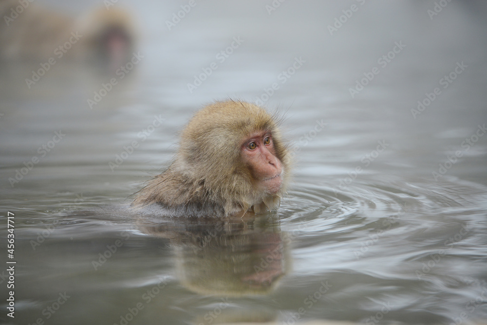 Naklejka premium snow monkey