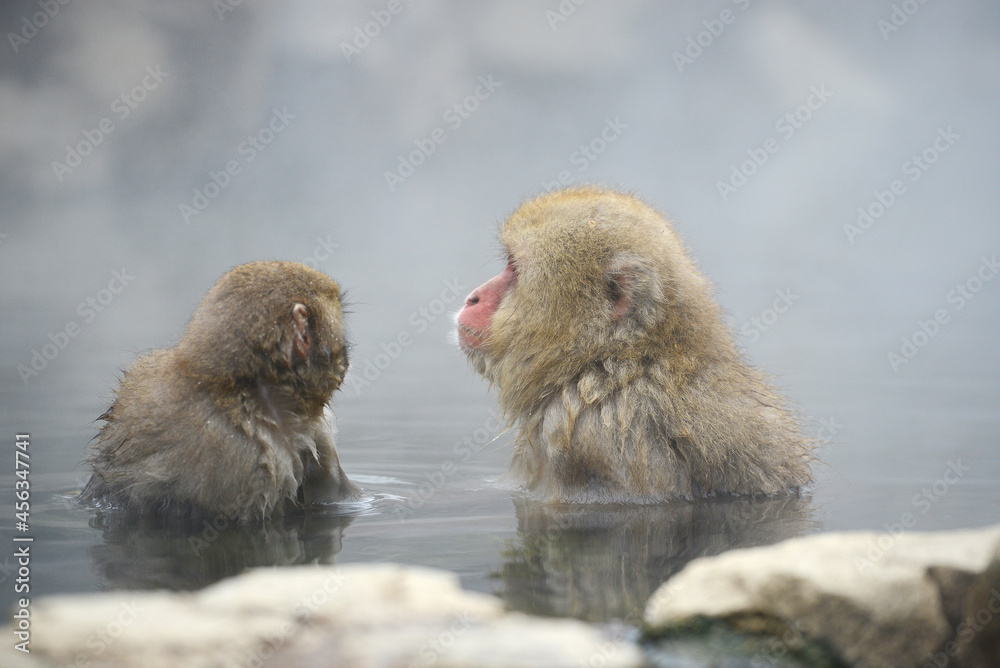 Naklejka premium snow monkey