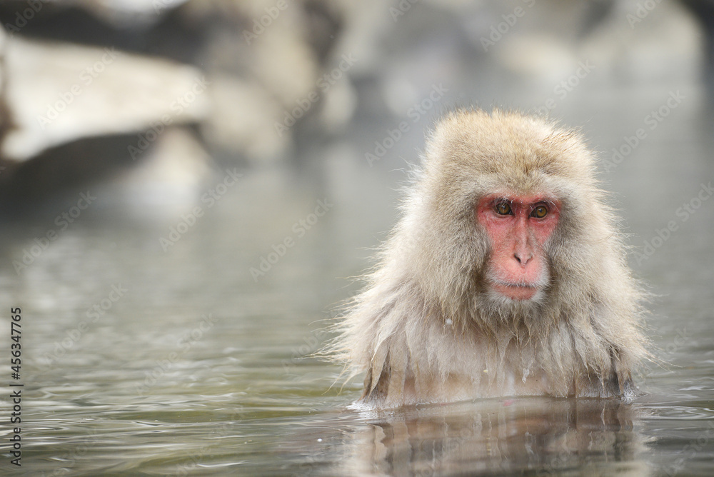 Naklejka premium snow monkey