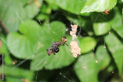 mangora acalypha spider macro photo photo