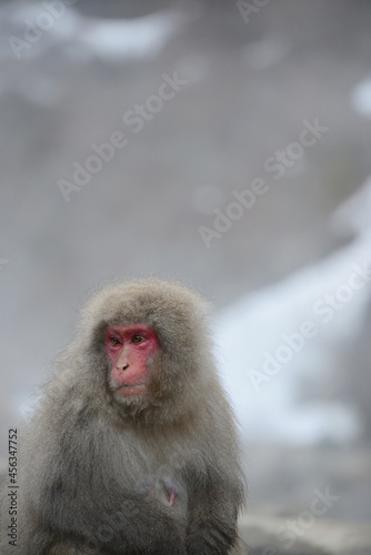 snow monkey © porbital