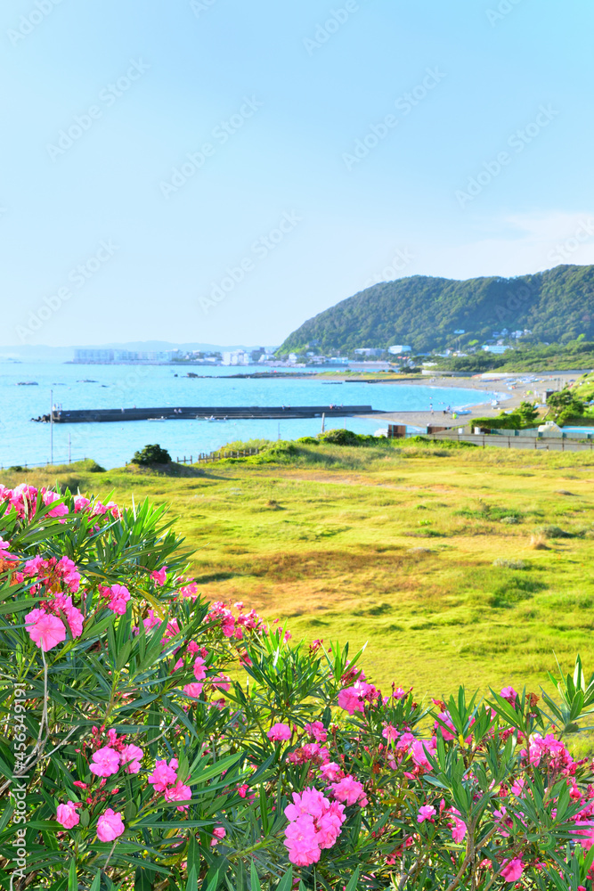 海　花　神奈川県三浦郡葉山町の風景

