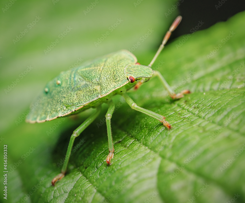 Grüne Stinkwanze (Palomena prasina), nahaufnahme Grüne Stinkwanze (Palomena prasina), nahaufnahme