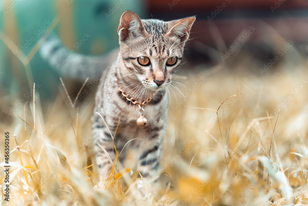 Obraz premium A black and brown outdoor cat playing on yellow grass field