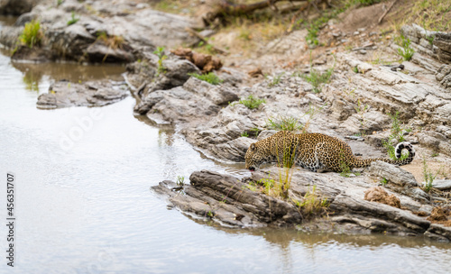 A leopard drinking water in a river at Masai Mara  Kenya