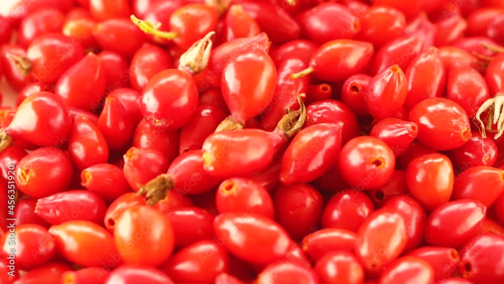 Close-up of fresh rose hips rotate. Useful rosehip vitamins. Healthy nutritious red rosehip for medicine. Wild rose berry macro. Selective focus, shallow depth of field Close-up of fresh rose hips rotate. Useful rosehip vitamins. Healthy nutritious red rosehip for medicine. Wild rose berry macro. Selective focus, shallow depth of field