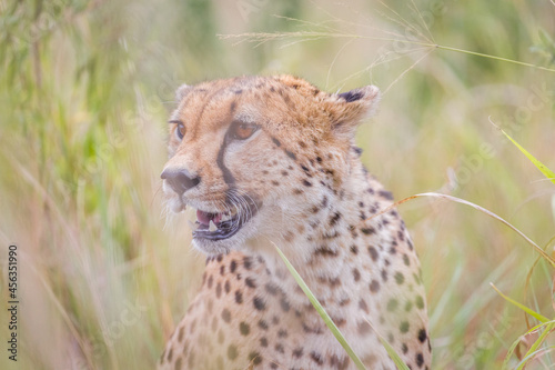 Portrait of a cheetah in Masai Mara  Kenya