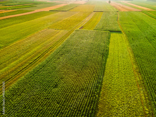Colorful Plants in Agriculture Fields Drone View © marcin jucha
